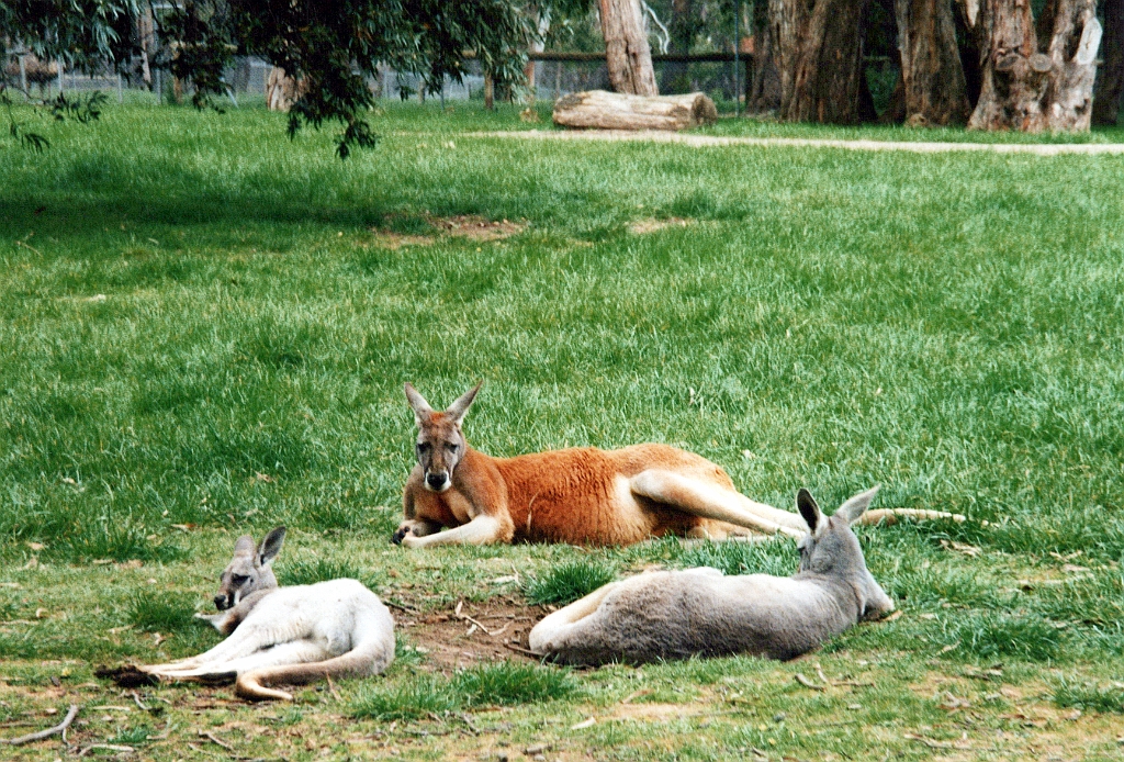 2000 - Australie 099T.jpg